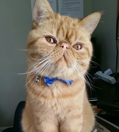 A ginger Persian cat wearing a blue bow tie